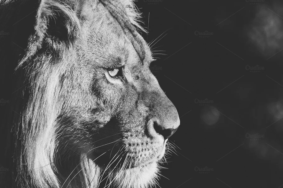 Lion collection featuring lion portrait, black and white photography ...